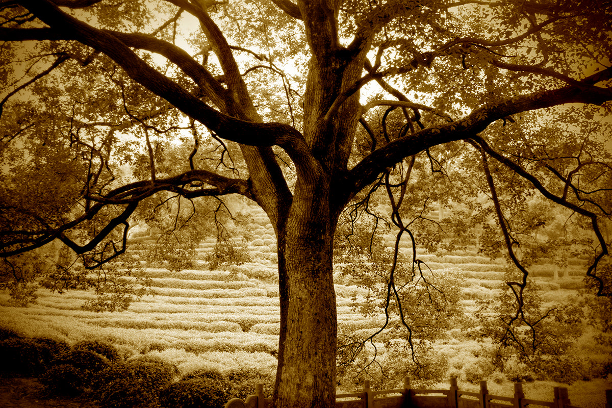 An photograph of an old tree.