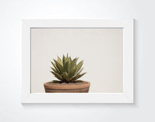 The Agave | Photography Print
