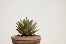 The Agave | Photography Print