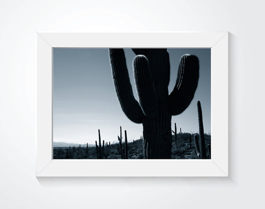 Framed photo of cacti on a wall.