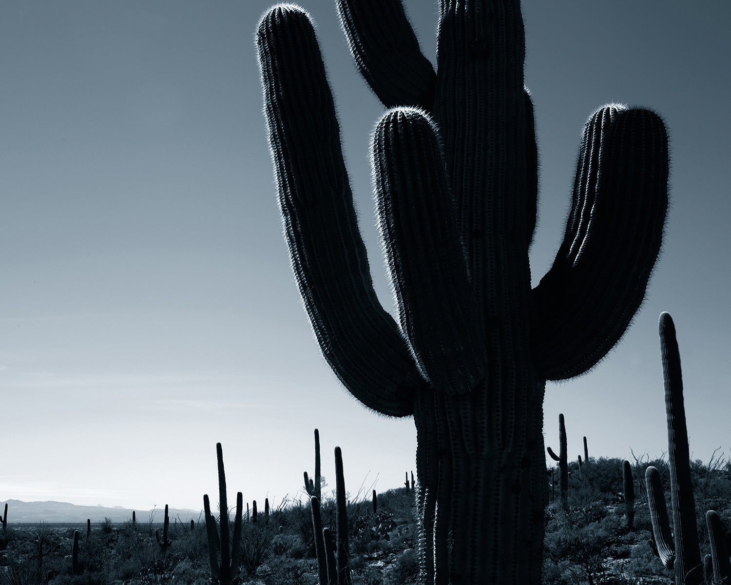 Photograph of silhouetted cacti.