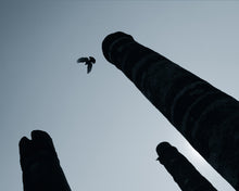A photograph of a bird flying by ruins.