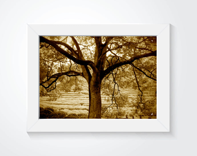 A photography of an old tree in sepia tone hung on a white wall.